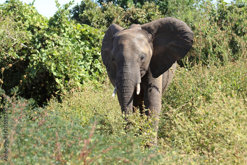 Canvas Print Afrikanischer Elefant / African elephant / Loxodonta africana