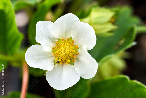 Photography White flowers on strawberry bushes in the garden in spring