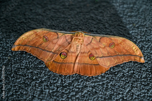 Japanese oak silkmoth resting at night. Close-up of an Antheraea yamamai moth with detailed wing patterns.
Vibrant orange-brown moth belonging to the genus Antheraea.