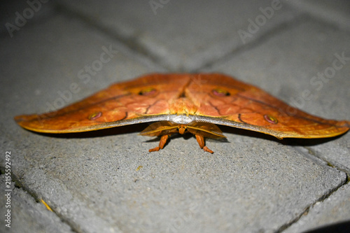 Japanese oak silkmoth resting at night. Close-up of an Antheraea yamamai moth with detailed wing patterns.
Vibrant orange-brown moth belonging to the genus Antheraea.