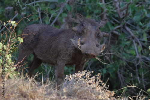 Warzenschwein / Warthog / Phacochoerus africanus