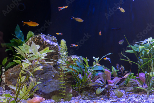 Fotografie Small colorful guppies and tetra fish swim actively inside freshwater aquarium tank filled with lush green aquatic plants, large rocks, and small pebble gravel under blue lighting