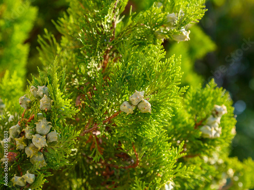 Konstfotografi Platycladus , or Biota ( Latin- Platycladus) is a monotypic genus of evergreen m