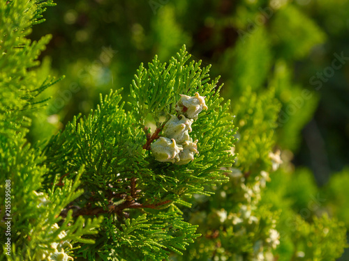 Fotografie Platycladus , or Biota ( Latin- Platycladus) is a monotypic genus of evergreen m