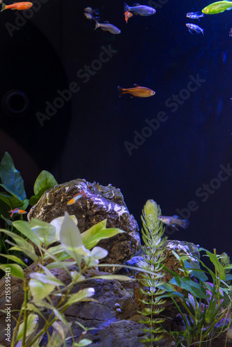Foto Small vibrant danio and tetra fish swim inside home freshwater aquarium tank decorated with large natural textured rocks and green aquatic plants under deep blue lighting