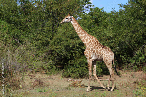 Canvas Print Giraffe / Giraffe / Giraffa camelopardalis