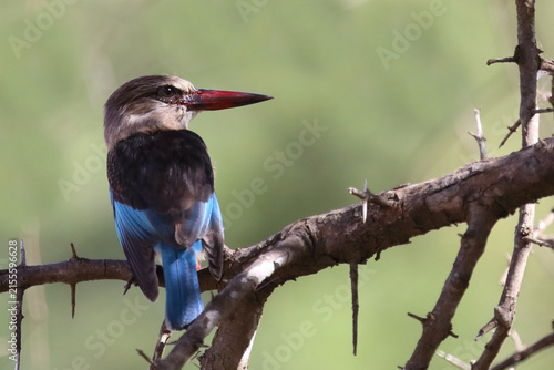 Canvastavla Braunkopfliest / Brown-hooded kingfisher / Halcyon albiventris