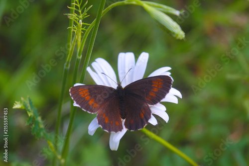 Butterfly Feeds on Daisy