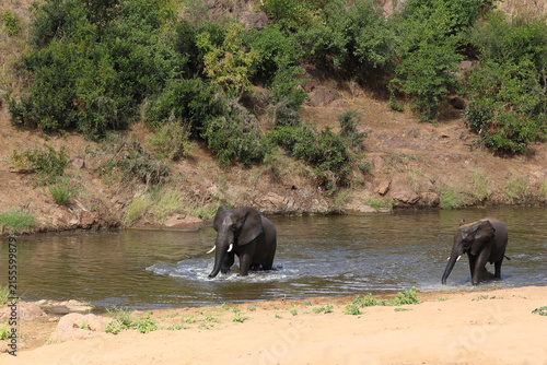 Fotografie Afrikanischer Elefant im Mphongolo River/ African elephant in the Mphongolo Rive
