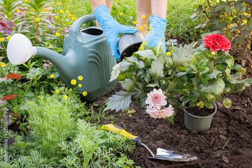 Gardener is planting dahlias on the garden bed.