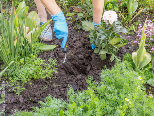 Gardener is planting dahlias on the garden bed.