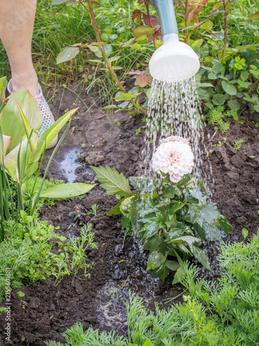 Watering a dahlia flower from the watering can