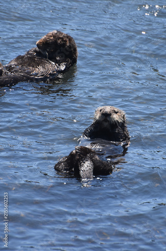 Pacific Ocean with Two Sea Otters Floating