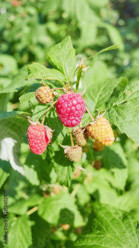 A close up of organic raspberries in the garden, selective focus.