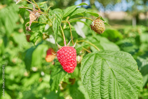 A close up of organic raspberries in the garden, selective focus.