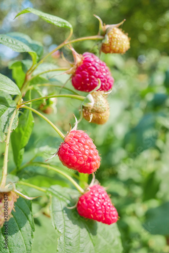 A close up of organic raspberries in the garden, selective focus.
