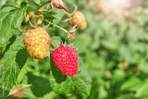 A close up of organic raspberries in the garden, selective focus.
