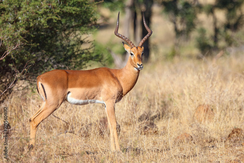 Fotografía Schwarzfersenantilope / Impala / Aepyceros melampus