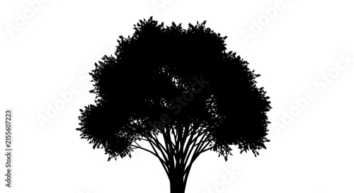 Silhouette of a tree with a large canopy on a white background with black silhouette canopy against branches nature plant leafy