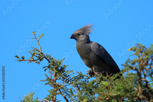 Canvastavla Graulärmvogel / Grey lourie or Grey go-away-bird / Crinifer concolor
