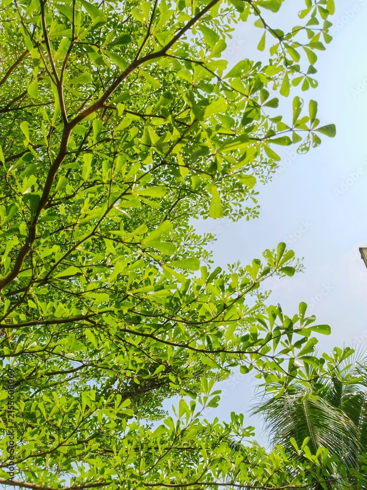 Fototapeta premium green leaves background