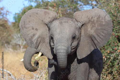 Photography Afrikanischer Elefant / African elephant / Loxodonta africana