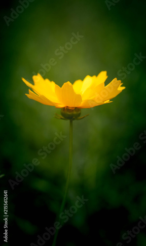 A striking side-view of a bright yellow flower on a thin stem, softly illuminated against a beautiful, blurred dark green background
