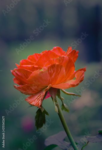 Beautiful macro photograph of an orange and red striped rose in full bloom, set against a dreamy, out-of-focus muted green backdrop