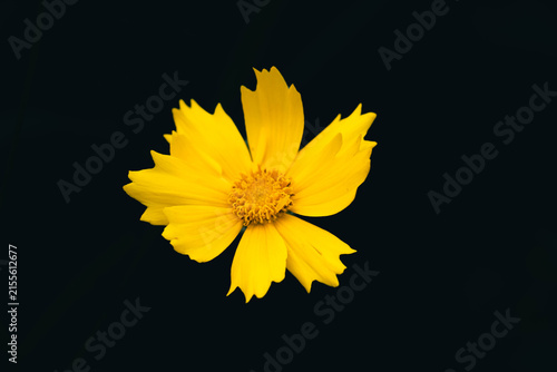 Close-up macro shot of a vivid yellow flower with ruffled petals isolated against a stark black background, showcasing intricate botanical details