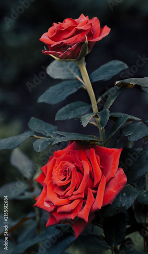 A close-up of two deep red roses blooming on a dark green leafy bush, captured in a moody, low-light outdoor garden setting