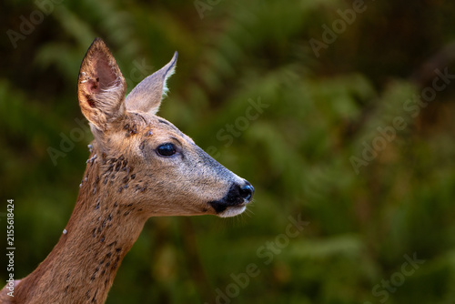Quadro su tela Roe deer portrait.