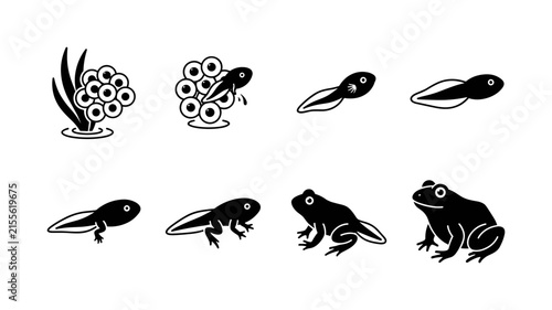 Frog metamorphosis. Filled icon set of Frog metamorphosis: eggs attached to aquatic plant, tadpole emerging from egg, small tadpole, growing tadpole, tadpole developing back legs, tadpole developing