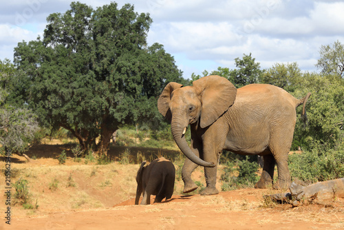 Photography Afrikanischer Elefant / African elephant / Loxodonta africana