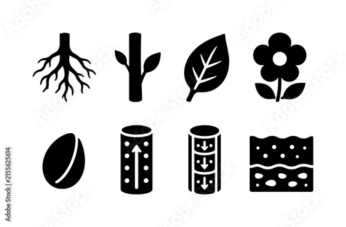 Plant Anatomy. Filled icon set of Plant Anatomy: roots, stem, leaf, flower, seed, xylem vessel, phloem vessel, soil. Solid icons set. All icons in only black color. All icons have the same size and