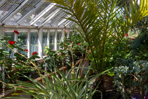 Interior view of a small greenhouse filled with tropical plants, potted flowers and lush greenery, with sunlight shining through glass windows and a rustic garden atmosphere.