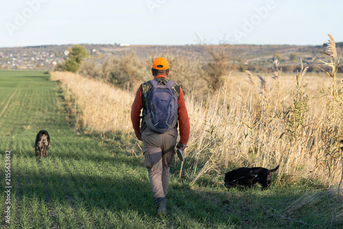 A hunter with a gun and his pet dogs. A spaniel and a german wirehaired pointer drathaar in search of a pheasant.