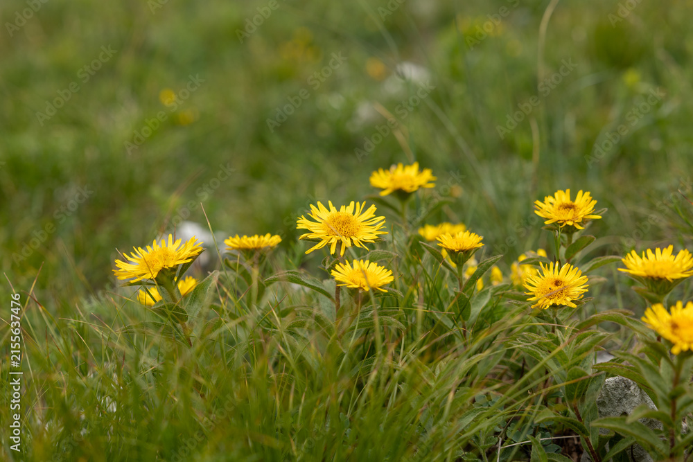 Obraz premium fiori selvatici dai petali gialli in un campo erboso naturale, di giorno, in primavera
