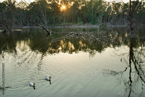Peaceful Athalassa park Cyprus Lake at Sunset with Birds and Reflections
