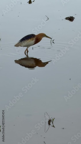 Javan Pond-Heron(Ardeola speciosa) hunting in a rice field, Bali, Indonesia