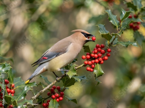 A waxwing bird perched on a thorny holly branch, captured in profile while eating a small, bright red winter berry in a natural outdoor environment.
