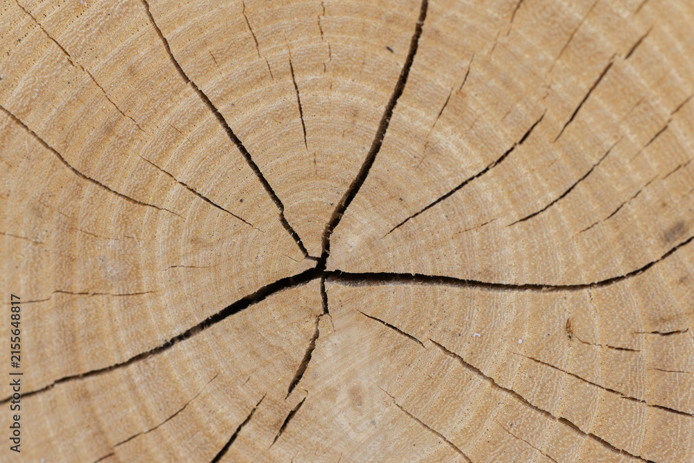 Fototapeta premium Wood log showing tree rings, cracks, and natural texture