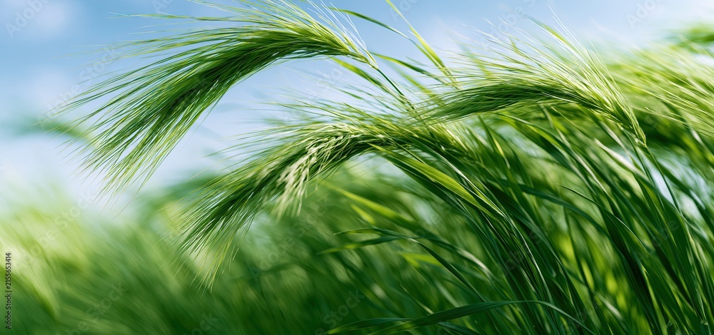 Fototapeta premium Vibrant barley stalks in sunlight with a clear blue sky, highlighting natural texture and healthy growth.