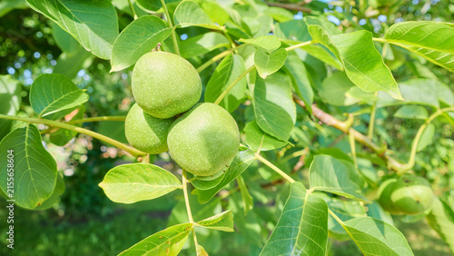Green walnuts ripening on the tree, selective focus.