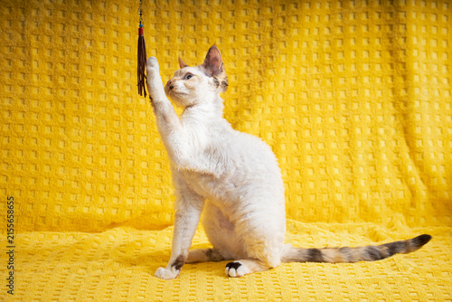 Konstfotografi Devon Rex Kitten Kitty Playing With Feather Toy