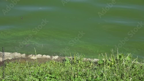 River water pollution during hot summer periods. Adverse epidemiological conditions. Environmental and sanitary monitoring concept.