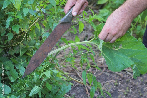 Cuadro en lienzo Hand of male worker with rusty brown iron big knife machete cutting green grass