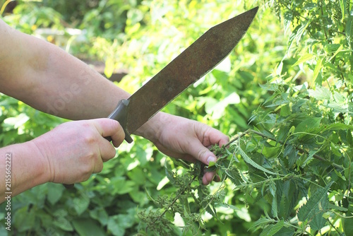 Cuadro en lienzo Hand of male worker with rusty brown iron big knife machete cutting green grass