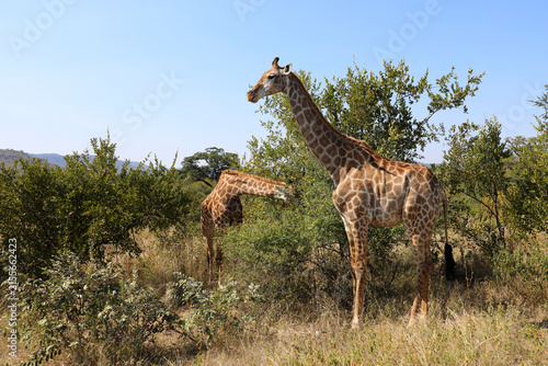Canvas Print Giraffe / Giraffe / Giraffa camelopardalis
