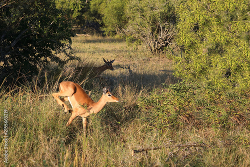Konstfotografi Schwarzfersenantilope / Impala / Aepyceros melampus