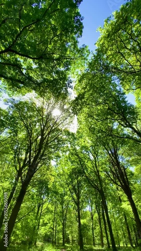 Warm sunlight shining through green canopy soaring forest trees